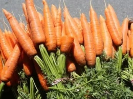 Öd kisəsi üçün hansı məhsullar xeyirlidir? 