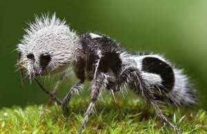 Panda qarışqası haqda maraqlı fakt