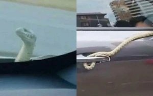 Bakıdan Bərdəyə qədər ilanla yol yoldaşı oldular&nbsp;