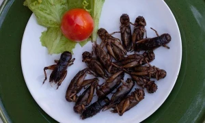 Azərbaycana 8 milyon həşərat gətirildi! - Yemək menyusuna daxil olacaqlar?&nbsp;