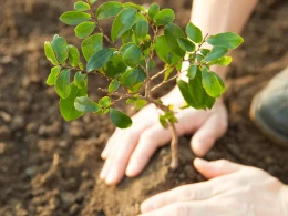 Bu ağacları həyətə əkmək bədbəxtlik gətirir