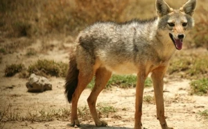 Çaqqallar&nbsp; kəndə hücum etdi