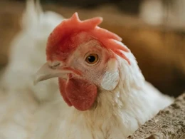 Boşanan cütlük 29 toyuğu bölüşdürə bilmədi - Məhkəmədə görün nə təklif etdilər