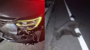 Maşın ayı balasını vurub öldürdü&nbsp;