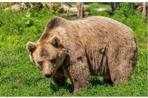 Qubada ayılar kəndə hücum edib