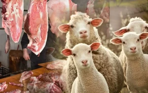 Bunları bildikdən sonra yalnız yaşlı qoyun əti YEYƏCƏKSİNİZ    —   FAYDALARI 