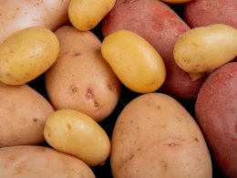 Belə kartofları qətiyyən yeməyin - Açıqlama 