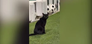 Pişik futbola baxır&nbsp; - MARAQLI GÖRÜNTÜ