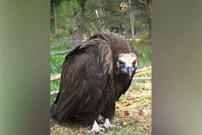 Adı "Qırmızı Kitab"a düşmüş qara kərkəs IDEA tərəfindən xilas edilib&nbsp;