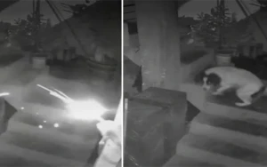 Ölkə bu qəhrəman&nbsp; itdən danışır... - Video