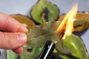 Sentyabrda bu tarixlərdə dəfnə yarpağı yandırın: həyatınızın necə dəyişdiyini görün&nbsp;