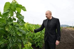 Prezident Xocalının Daşbulaq kəndində tut bağında görülmüş işlərlə tanış olub 