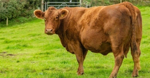 17 min manatlıq inək oğurlandı  - Bakıda 