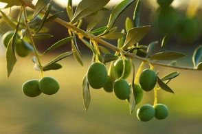 İnfarkta qarşı təbii qalxan: Xolesterolu tənzimləyir, ürək-damar xəstəliklərini 30% azaldır