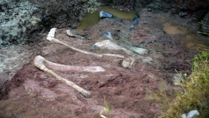 Argentinada ağzında timsahla ölən dinozavrın qalıqları tapılıb