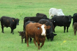 17 min manatlıq mal-qara oğurlanıb