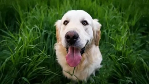 İtlərə görə vergi veriləcək&nbsp;