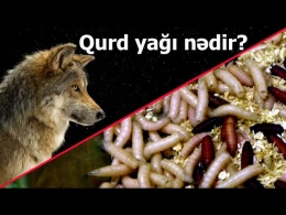 Qurd yağı barədə dəhşətə gətirən faktlar - Cadu etdirənlərə xəbərdarlıq 