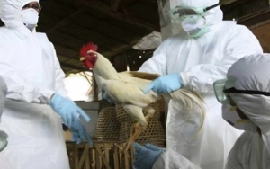 Quş qripinə görə bir sıra ölkədən malların idxalına məhdudiyyət qoyuldu