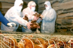 Yoluxucu heyvan xəstəlikləri ilə bağlı bəzi ölkələrdən Azərbaycana idxala məhdudiyyət qoyulub&nbsp;