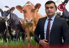 Fermerlərə vacib xəbər! Heyvanlarınızı dabaqdan belə qoruya bilərsiniz  