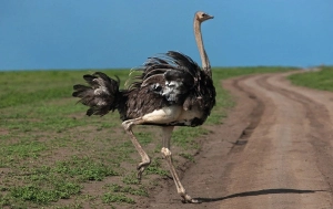 70 il yaşayır,əti bu xəstəliklərin dərmanıdır    —  Dəvəquşu haqqında BİLMƏDİKLƏRİNİZ 
