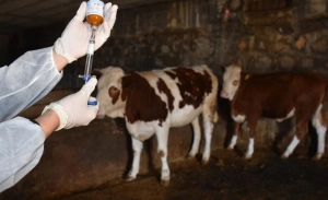 Dabaq  insanı öldürürmü?   —  HƏKİM AÇIQLADI