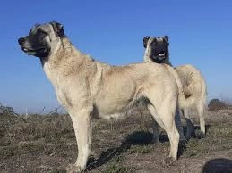 Çoban iti 83 yaşlı kişini parçalayaraq öldürdü 