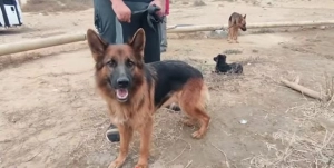 Bakıda it bazarından REPORTAJ: 1000 manata itlər satılır 