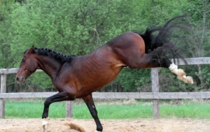 At uşağın almacıq sümüyünü sındırdı