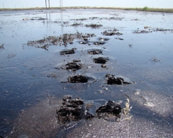 Binəqədinin sirli ölüm vadisi... (VİDEO)