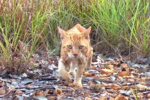 Pişik cırmaqlamasında vaksin vurulmalıdır? - HƏKİM AÇIQLADI