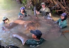 Tutulan balıq şok etdi - 300 kq...