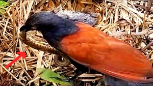 İlan udan quşun ŞOK GÖRÜNTÜSÜ 