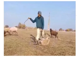 Qoyunu döyən çoban&nbsp; məsuliyyətə cəlb edilib