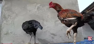 Toyuq bazarında vəziyyət nə yerdədir? - REPORTAJ