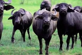 Camış ətində bu vitaminlər var imiş - FAYDALARI