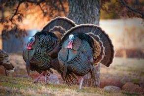 Azərbaycan hinduşka ətinə 3.47 milyon pul verdi