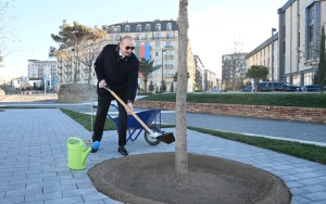 Parkdakı ilk palıdı Prezident əkdi - Fotolar+Video