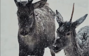 Maral sürüsünün qarlı havada maraqlı görüntüləri - Video