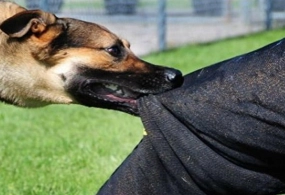 Deputat HƏYƏCAN təbili çaldı&nbsp; — Bu ərazidə 65 nəfəri it dişləyib