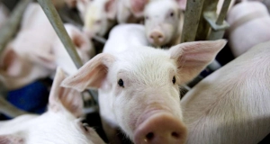 Atasına donuz ətindən ehsan verdi 