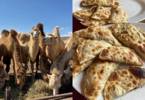 “Dostluq”dakı “Dəvə qutabı”nın mənşəyi ŞÜBHƏLİ&nbsp; çıxdı – reydlər davam edir