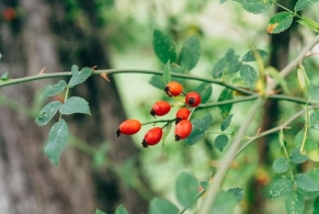 Ürəyin dərmanı, xərçəngdən qoruyan - ucuz bitki&nbsp;
