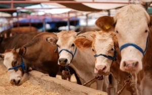 Şamaxı və Göyçay heyvan satışı bazarları AÇILDI
