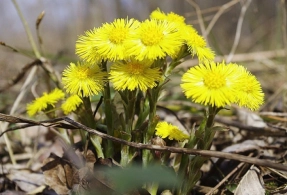 Mədə və bağırsaq soyuqdəymələrinə qarşı ən effektiv üsul&nbsp;