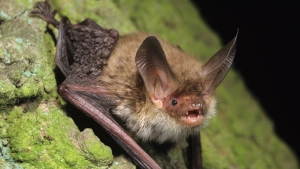 Dünyada bu heyvandan az qalıb: Bir neçəsi də Azərbaycandadır - FOTO