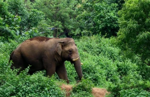 Hindistanda fil təhlükəsi: 22 nəfər ölüb..