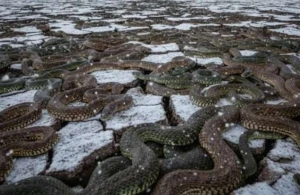 Minlərlə ilan qış yuxusundan ayıldı - Fəlakəti xəbər verən olay