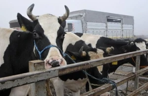 Azərbaycan bu ölkədən 8 658 manatlıq inək aldı&nbsp;